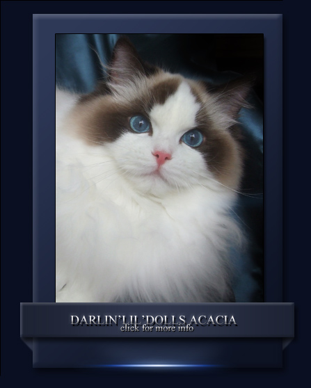Darlinlildolls Acacia