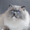 Kitten darlinlildolls ragdoll kittens for sale ottawa montreal kingston toronto ontario canada breeder cats