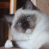 Kitten darlinlildolls ragdoll kittens for sale ottawa montreal kingston toronto ontario canada breeder cats