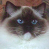 Kitten darlinlildolls ragdoll kittens for sale ottawa montreal kingston toronto ontario canada breeder cats