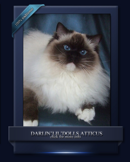 Darlin'lil'Dolls Atticus