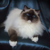 Kitten darlinlildolls ragdoll kittens for sale ottawa montreal kingston toronto ontario canada breeder cats