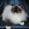 Kitten darlinlildolls ragdoll kittens for sale ottawa montreal kingston toronto ontario canada breeder cats