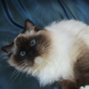 Kitten darlinlildolls ragdoll kittens for sale ottawa montreal kingston toronto ontario canada breeder cats
