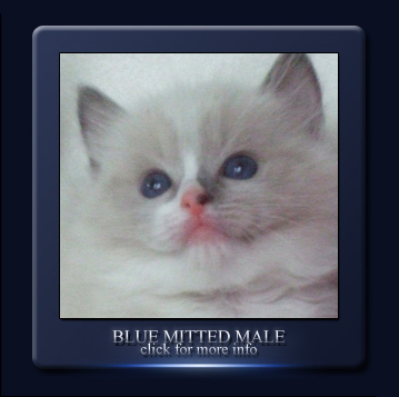 blue mitted boy for sale