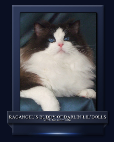 RagAngel's Buddy of Darlin'lil'Dolls