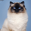 Kitten darlinlildolls ragdoll kittens for sale ottawa montreal kingston toronto ontario canada breeder cats