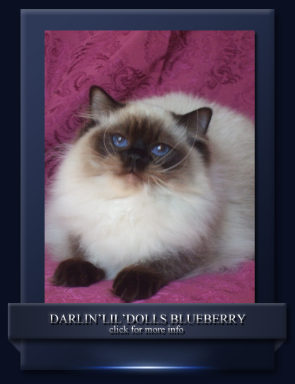 Darlin'lil'Dolls Ragdoll cats ottawa blueberry