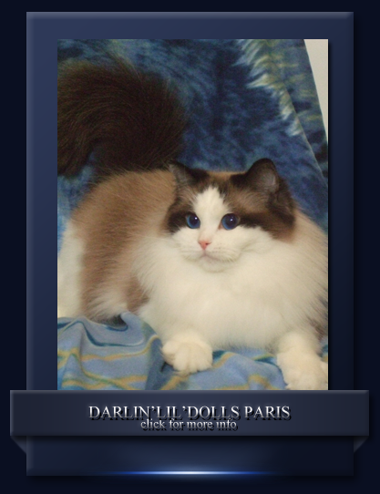 Ragdoll cats Paris