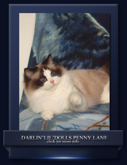 Darlin'lil'Dolls Ragdoll kittens sale Penny Lane