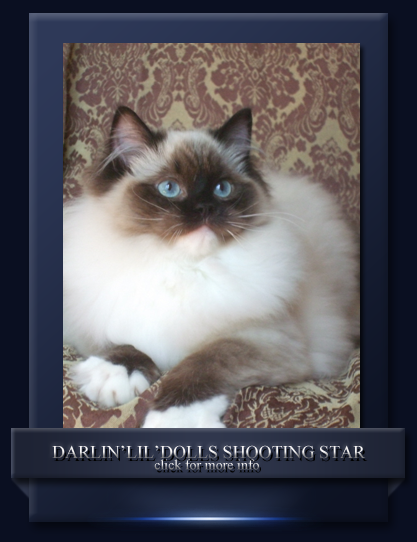 Darlin'lil'Dolls ragdoll breeders ottawa