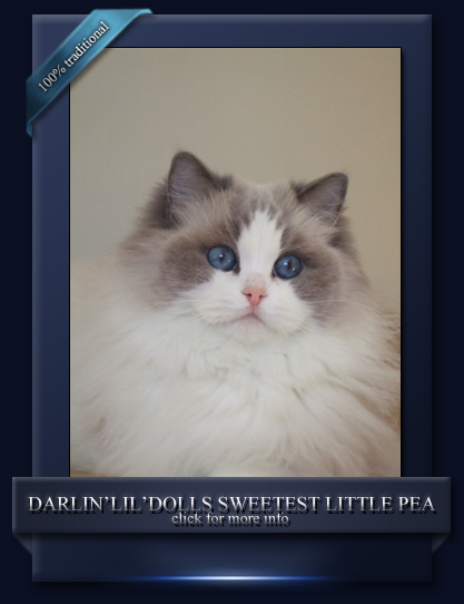 Darlin'lil'Dolls Ragdolls Cattery Sweet Pea