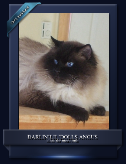 Darlin'lil'Dolls Angus