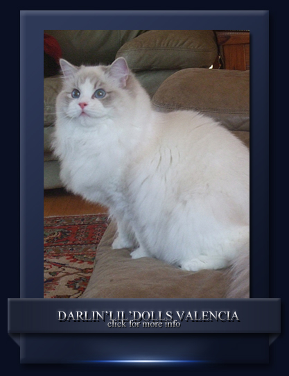 Darlin'lil'Dolls Ragdoll kittens available Ontario
