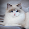 Kitten darlinlildolls ragdoll kittens for sale ottawa montreal kingston toronto ontario canada breeder cats