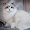 Kitten darlinlildolls ragdoll kittens for sale ottawa montreal kingston toronto ontario canada breeder cats
