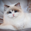 Kitten darlinlildolls ragdoll kittens for sale ottawa montreal kingston toronto ontario canada breeder cats