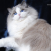 Kitten darlinlildolls ragdoll kittens for sale ottawa montreal kingston toronto ontario canada breeder cats