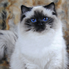 Kitten darlinlildolls ragdoll kittens for sale ottawa montreal kingston toronto ontario canada breeder cats