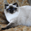 Kitten darlinlildolls ragdoll kittens for sale ottawa montreal kingston toronto ontario canada breeder cats