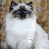 Kitten darlinlildolls ragdoll kittens for sale ottawa montreal kingston toronto ontario canada breeder cats