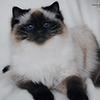 Kitten darlinlildolls ragdoll kittens for sale ottawa montreal kingston toronto ontario canada breeder cats