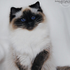 Kitten darlinlildolls ragdoll kittens for sale ottawa montreal kingston toronto ontario canada breeder cats