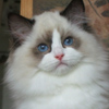 Kitten darlinlildolls ragdoll kittens for sale ottawa montreal kingston toronto ontario canada breeder cats