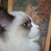 Kitten darlinlildolls ragdoll kittens for sale ottawa montreal kingston toronto ontario canada breeder cats