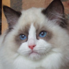 Kitten darlinlildolls ragdoll kittens for sale ottawa montreal kingston toronto ontario canada breeder cats