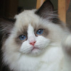 Kitten darlinlildolls ragdoll kittens for sale ottawa montreal kingston toronto ontario canada breeder cats
