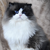 Kitten darlinlildolls ragdoll kittens for sale ottawa montreal kingston toronto ontario canada breeder cats