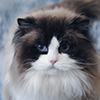 Kitten darlinlildolls ragdoll kittens for sale ottawa montreal kingston toronto ontario canada breeder cats