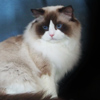 Kitten darlinlildolls ragdoll kittens for sale ottawa montreal kingston toronto ontario canada breeder cats