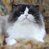 Kitten darlinlildolls ragdoll kittens for sale ottawa montreal kingston toronto ontario canada breeder cats