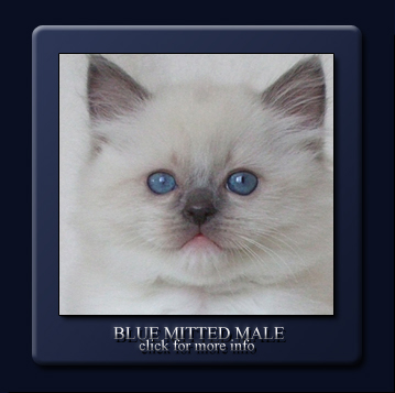 blue mitted male breeder/show