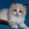 Kitten darlinlildolls ragdoll kittens for sale ottawa montreal kingston toronto ontario canada breeder cats