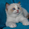 Kitten darlinlildolls ragdoll kittens for sale ottawa montreal kingston toronto ontario canada breeder cats