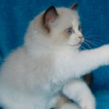 Kitten darlinlildolls ragdoll kittens for sale ottawa montreal kingston toronto ontario canada breeder cats
