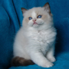 Kitten darlinlildolls ragdoll kittens for sale ottawa montreal kingston toronto ontario canada breeder cats