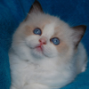 Kitten darlinlildolls ragdoll kittens for sale ottawa montreal kingston toronto ontario canada breeder cats