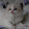 Kitten darlinlildolls ragdoll kittens for sale ottawa montreal kingston toronto ontario canada breeder cats