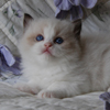 Kitten darlinlildolls ragdoll kittens for sale ottawa montreal kingston toronto ontario canada breeder cats