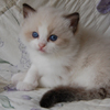Kitten darlinlildolls ragdoll kittens for sale ottawa montreal kingston toronto ontario canada breeder cats