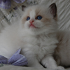 Kitten darlinlildolls ragdoll kittens for sale ottawa montreal kingston toronto ontario canada breeder cats