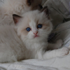 Kitten darlinlildolls ragdoll kittens for sale ottawa montreal kingston toronto ontario canada breeder cats