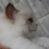 Kitten darlinlildolls ragdoll kittens for sale ottawa montreal kingston toronto ontario canada breeder cats