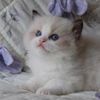 Kitten darlinlildolls ragdoll kittens for sale ottawa montreal kingston toronto ontario canada breeder cats