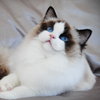 Kitten darlinlildolls ragdoll kittens for sale ottawa montreal kingston toronto ontario canada breeder cats