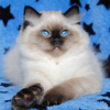 Kitten darlinlildolls ragdoll kittens for sale ottawa montreal kingston toronto ontario canada breeder cats